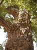 Karité-Baum