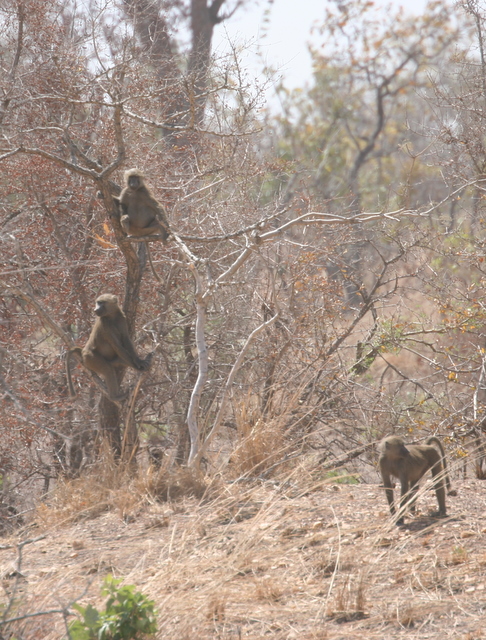 Baboons