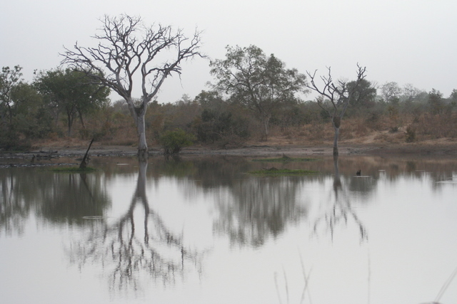 Am Wasserloch