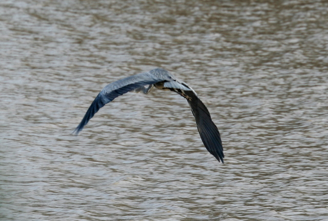 Reiher