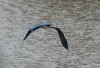 Reiher