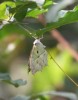 Schmetterling I