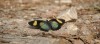 Schmetterling II