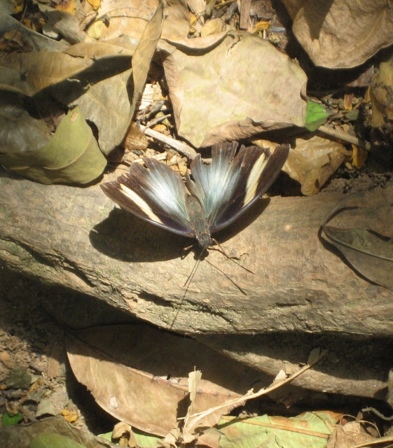 Schmetterling III