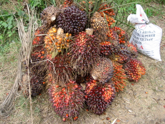 Ölpalmenfrucht