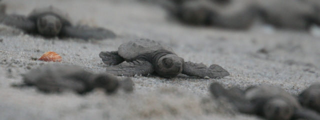 Go Green Turtle Go!
