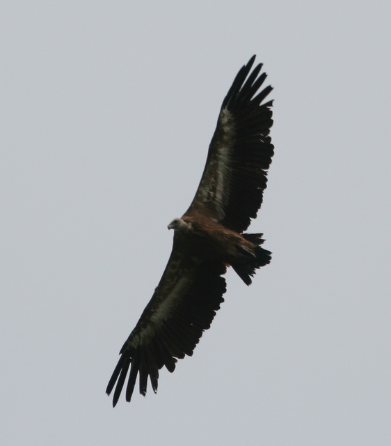 Grosser Vogel