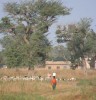 Senegal