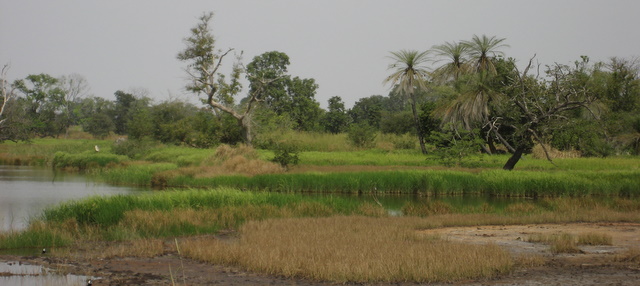 Gambische Flusslandschaft