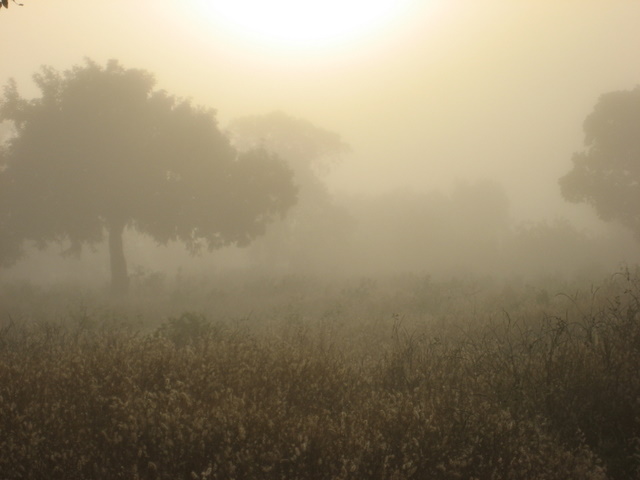Morgennebel in der Casamance