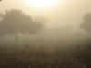 Morgennebel in der Casamance