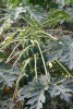 Papayas