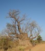 Baobab